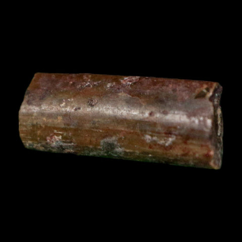 0.4" Dimetrodon Sail Spine Bone Fossil Permian Age Waurika Oklahoma COA, Display - Fossil Age Minerals