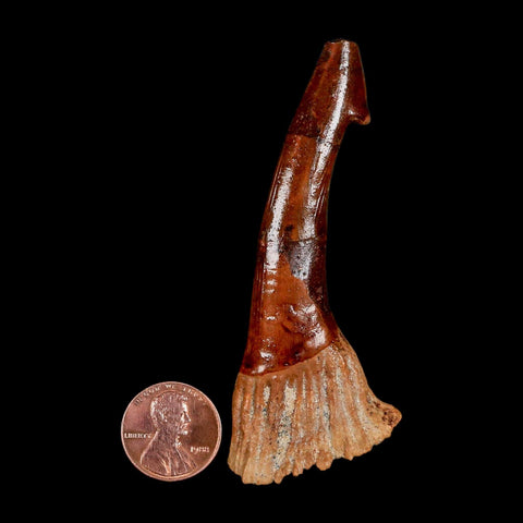 XL 3.2" Sawfish Fossil Tooth Barb Onchopristis Numidus Cretaceous Dinosaur Era COA - Fossil Age Minerals