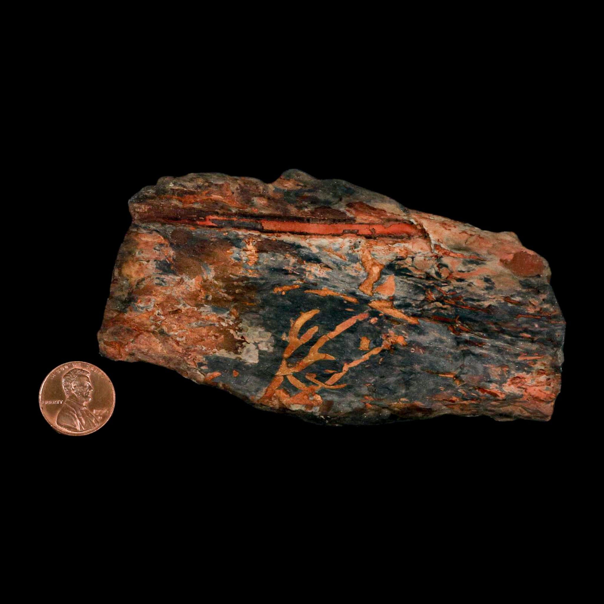 5.5" Cystoporida Fossil Bryozoan Moss Animal Upper Ordovician Age Macao Portugal - Fossil Age Minerals