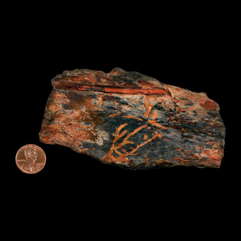 5.5" Cystoporida Fossil Bryozoan Moss Animal Upper Ordovician Age Macao Portugal - Fossil Age Minerals
