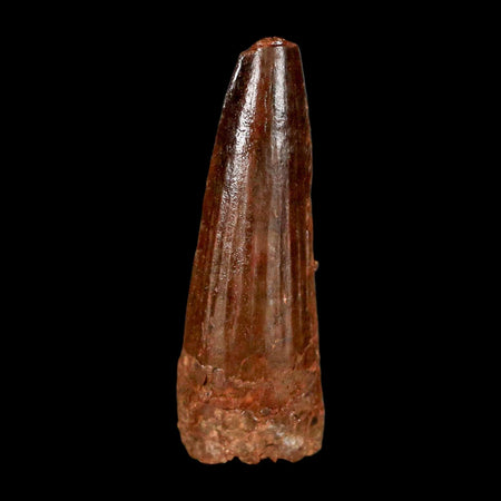 1.5" Spinosaurus Fossil Tooth 100 Million Years Old Cretaceous Dinosaur COA Stand
