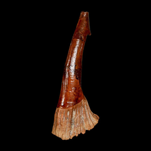 XL 3.2" Sawfish Fossil Tooth Barb Onchopristis Numidus Cretaceous Dinosaur Era COA - Fossil Age Minerals