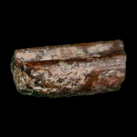0.4" Dimetrodon Sail Spine Bone Fossil Permian Age Waurika Oklahoma COA, Display - Fossil Age Minerals