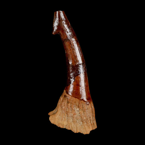 XL 3.2" Sawfish Fossil Tooth Barb Onchopristis Numidus Cretaceous Dinosaur Era COA - Fossil Age Minerals