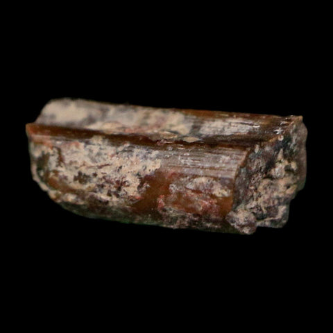 0.4" Dimetrodon Sail Spine Bone Fossil Permian Age Waurika Oklahoma COA, Display - Fossil Age Minerals