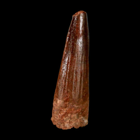 1.5" Spinosaurus Fossil Tooth 100 Million Years Old Cretaceous Dinosaur COA Stand