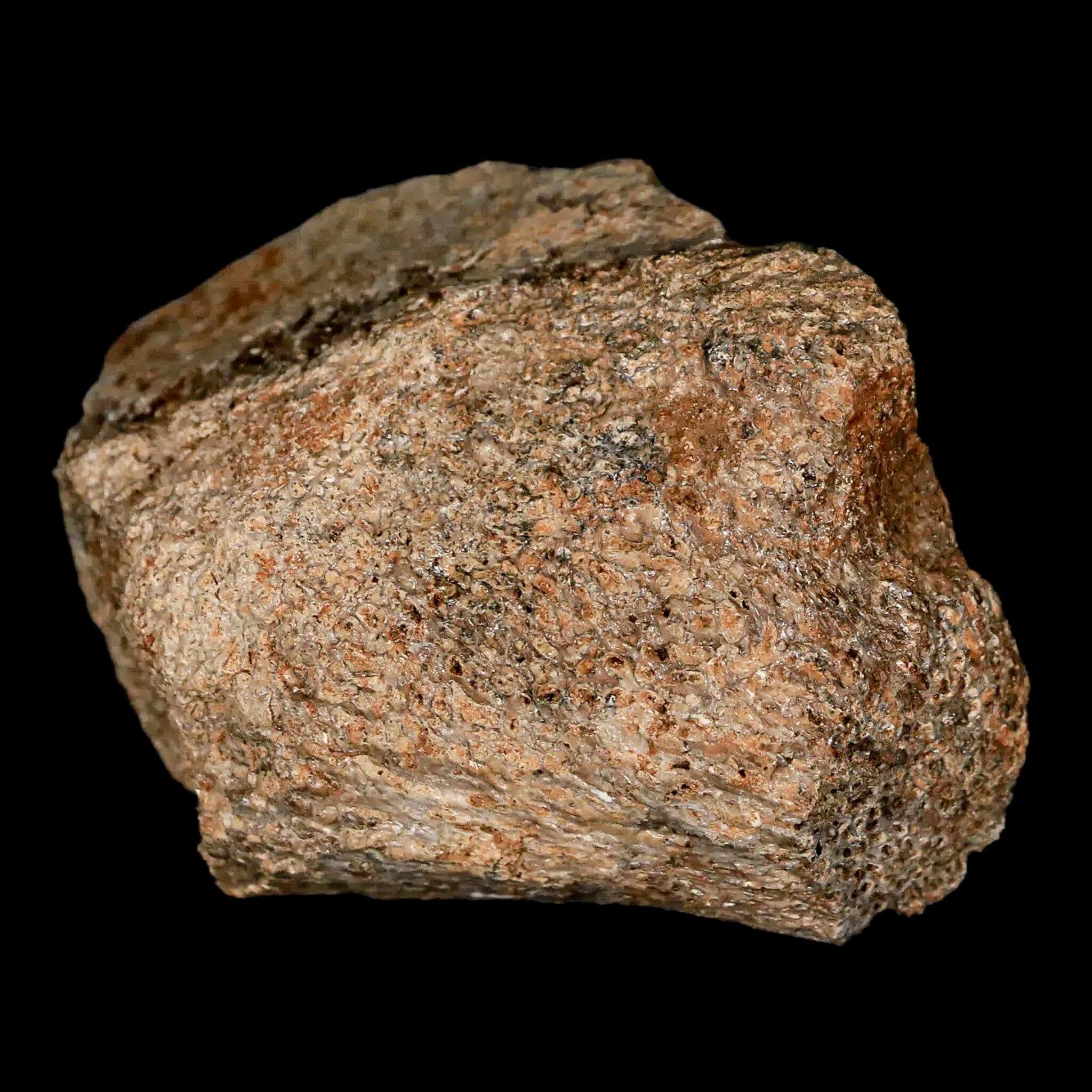 2.3" Lambeosaurus Fossil Bone Judith River FM Montana Cretaceous Dinosaur COA - Fossil Age Minerals