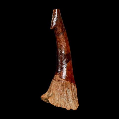 XL 3.2" Sawfish Fossil Tooth Barb Onchopristis Numidus Cretaceous Dinosaur Era COA - Fossil Age Minerals