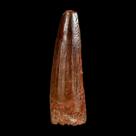 1.5" Spinosaurus Fossil Tooth 100 Million Years Old Cretaceous Dinosaur COA Stand