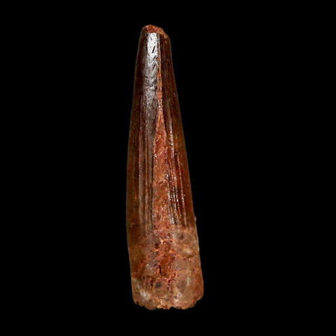 1.5" Spinosaurus Fossil Tooth 100 Million Years Old Cretaceous Dinosaur COA Stand