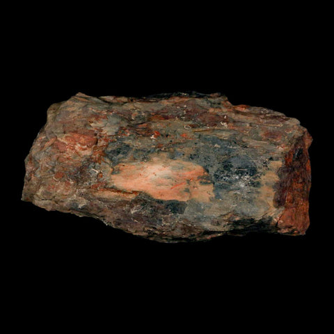 5.5" Cystoporida Fossil Bryozoan Moss Animal Upper Ordovician Age Macao Portugal - Fossil Age Minerals
