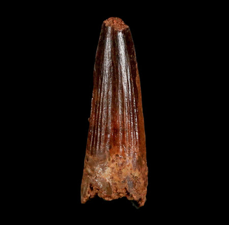1.5" Spinosaurus Fossil Tooth 100 Million Years Old Cretaceous Dinosaur COA Stand