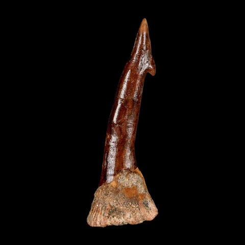 XXL 3.8" Sawfish Fossil Tooth Barb Onchopristis Numidus Cretaceous Dinosaur Era COA - Fossil Age Minerals