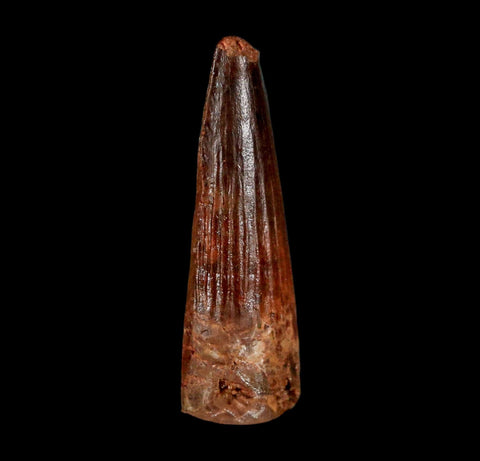 1.5" Spinosaurus Fossil Tooth 100 Million Years Old Cretaceous Dinosaur COA Stand