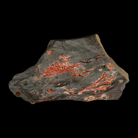 5.4" Fenestella Fossil Bryozoan Moss Animal Upper Ordovician Age Macao Portugal - Fossil Age Minerals