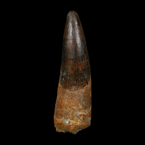 XL 3.4" Spinosaurus Fossil Tooth 100 Million Years Old Cretaceous Dinosaur COA - Fossil Age Minerals