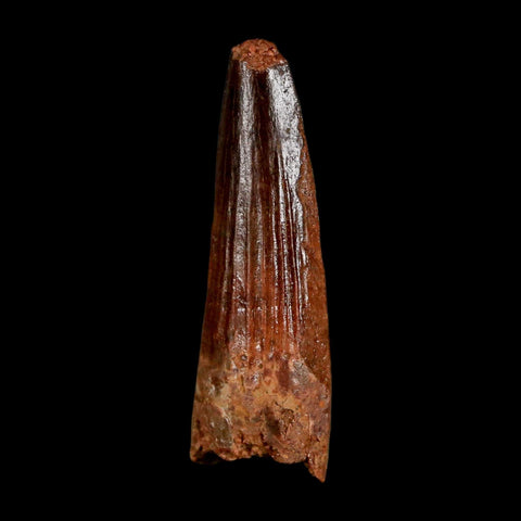1.5" Spinosaurus Fossil Tooth 100 Million Years Old Cretaceous Dinosaur COA Stand