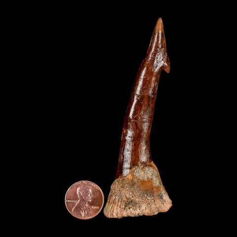 XXL 3.8" Sawfish Fossil Tooth Barb Onchopristis Numidus Cretaceous Dinosaur Era COA - Fossil Age Minerals