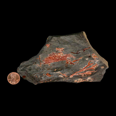 5.4" Fenestella Fossil Bryozoan Moss Animal Upper Ordovician Age Macao Portugal - Fossil Age Minerals