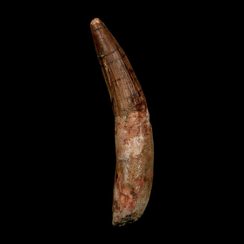 XXL 4.3" Spinosaurus Fossil Tooth 100 Million Years Old Cretaceous Dinosaur COA