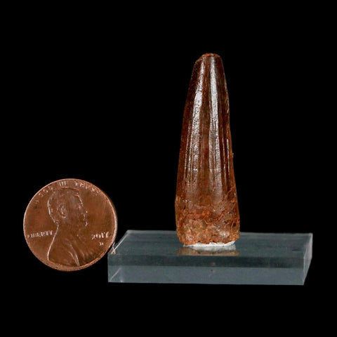 1.5" Spinosaurus Fossil Tooth 100 Million Years Old Cretaceous Dinosaur COA Stand