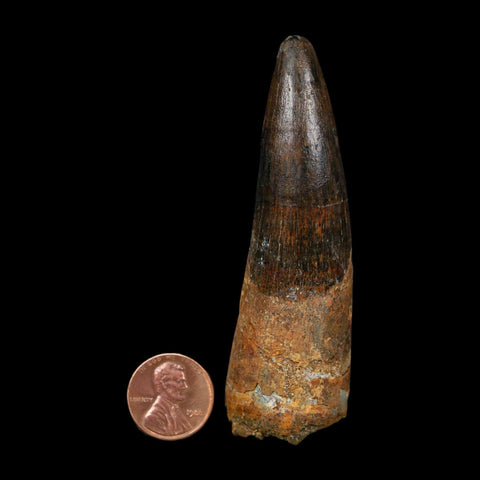 XL 3.4" Spinosaurus Fossil Tooth 100 Million Years Old Cretaceous Dinosaur COA - Fossil Age Minerals