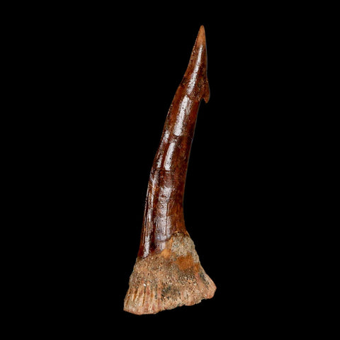 XXL 3.8" Sawfish Fossil Tooth Barb Onchopristis Numidus Cretaceous Dinosaur Era COA - Fossil Age Minerals