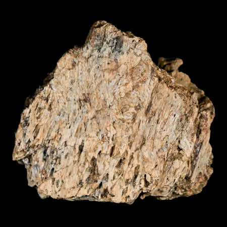 1.9" Lambeosaurus Fossil Bone Judith River FM Montana Cretaceous Dinosaur COA