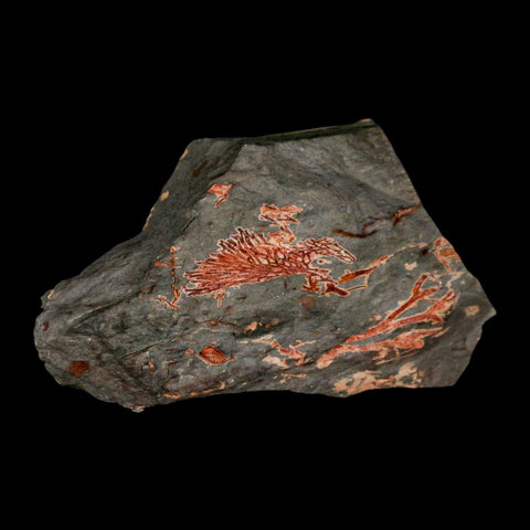 5.4" Fenestella Fossil Bryozoan Moss Animal Upper Ordovician Age Macao Portugal - Fossil Age Minerals