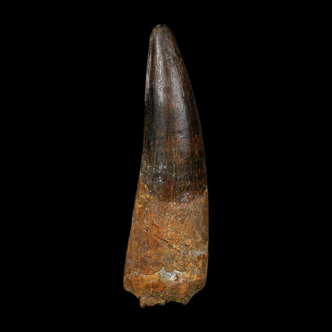 XL 3.4" Spinosaurus Fossil Tooth 100 Million Years Old Cretaceous Dinosaur COA - Fossil Age Minerals