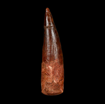 2.1" Spinosaurus Fossil Tooth 100 Million Years Old Cretaceous Dinosaur COA Stand