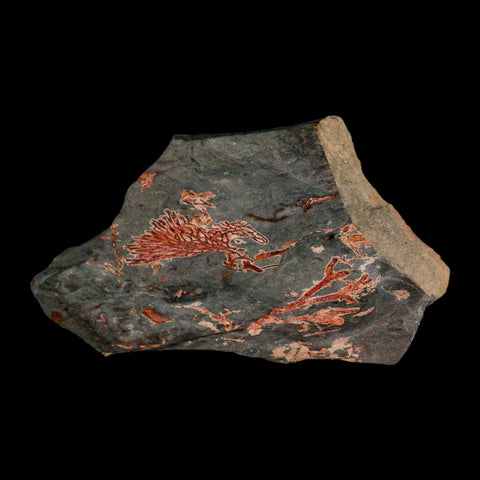 5.4" Fenestella Fossil Bryozoan Moss Animal Upper Ordovician Age Macao Portugal - Fossil Age Minerals