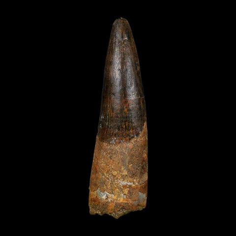 XL 3.4" Spinosaurus Fossil Tooth 100 Million Years Old Cretaceous Dinosaur COA - Fossil Age Minerals