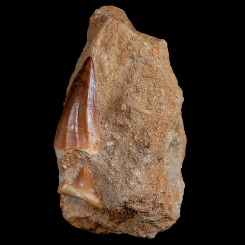 1.6" Mosasaur and Otodus Shark Fossil Tooth In Matrix Cretaceous Dinosaur Era COA - Fossil Age Minerals
