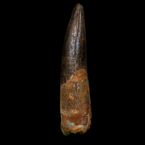 XL 3.4" Spinosaurus Fossil Tooth 100 Million Years Old Cretaceous Dinosaur COA - Fossil Age Minerals