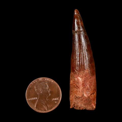 2.1" Spinosaurus Fossil Tooth 100 Million Years Old Cretaceous Dinosaur COA Stand