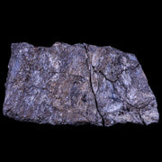 4.8" Stegosaurus Fossil Bone Morrison Formation Wyoming Jurassic Age Dinosaur COA