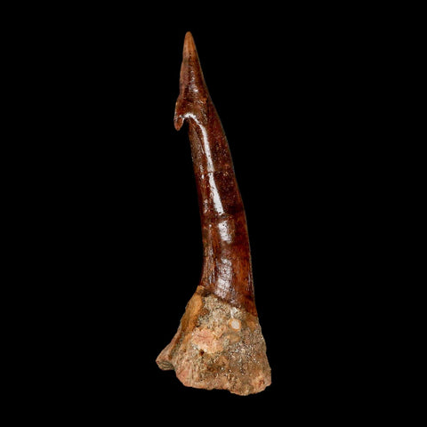 XXL 3.8" Sawfish Fossil Tooth Barb Onchopristis Numidus Cretaceous Dinosaur Era COA - Fossil Age Minerals