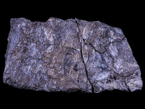 4.8" Stegosaurus Fossil Bone Morrison Formation Wyoming Jurassic Age Dinosaur COA - Fossil Age Minerals