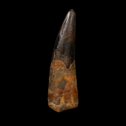 XL 3.4" Spinosaurus Fossil Tooth 100 Million Years Old Cretaceous Dinosaur COA - Fossil Age Minerals