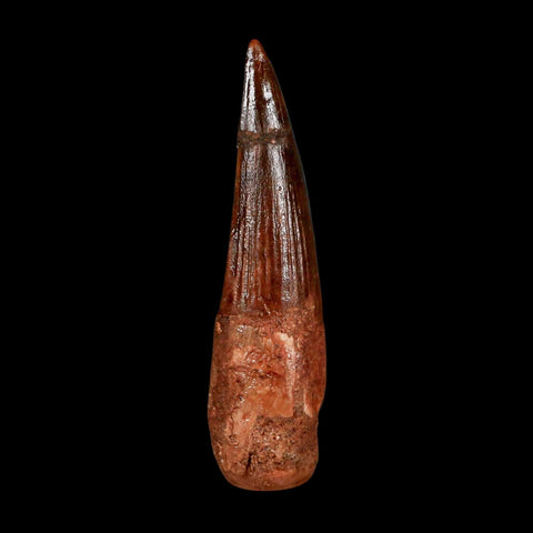 2.1" Spinosaurus Fossil Tooth 100 Million Years Old Cretaceous Dinosaur COA Stand