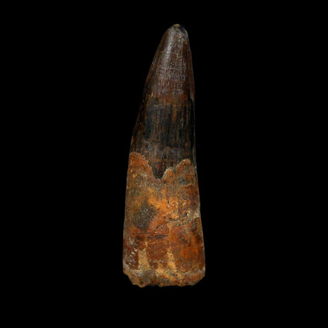 XL 3.4" Spinosaurus Fossil Tooth 100 Million Years Old Cretaceous Dinosaur COA - Fossil Age Minerals