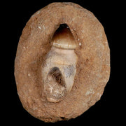 2.7" Globidens Mosasaur Fossil Tooth Root In Matrix Cretaceous Dinosaur Era COA