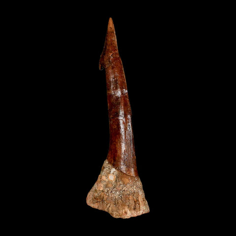XXL 3.8" Sawfish Fossil Tooth Barb Onchopristis Numidus Cretaceous Dinosaur Era COA - Fossil Age Minerals