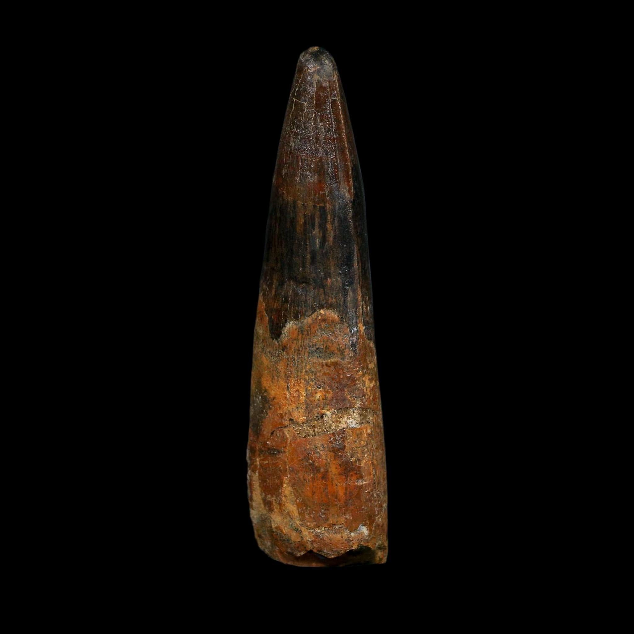 XL 3.4" Spinosaurus Fossil Tooth 100 Million Years Old Cretaceous Dinosaur COA - Fossil Age Minerals