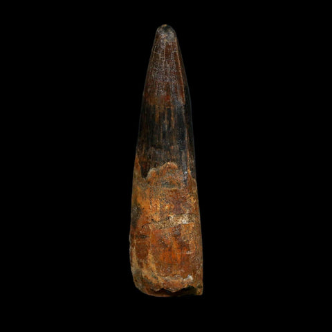 XL 3.4" Spinosaurus Fossil Tooth 100 Million Years Old Cretaceous Dinosaur COA - Fossil Age Minerals