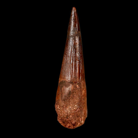 2.1" Spinosaurus Fossil Tooth 100 Million Years Old Cretaceous Dinosaur COA Stand