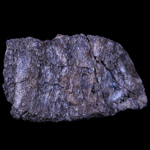 4.8" Stegosaurus Fossil Bone Morrison Formation Wyoming Jurassic Age Dinosaur COA - Fossil Age Minerals