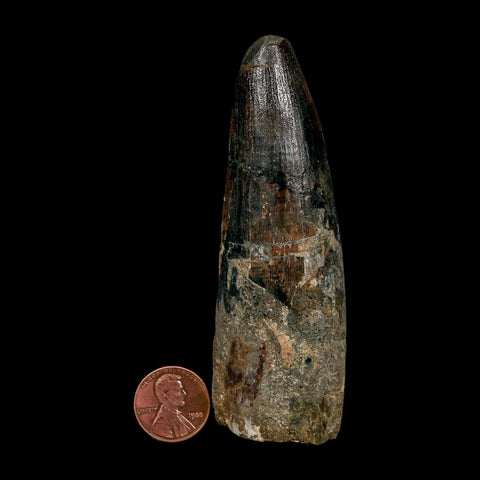 XL 3.9" Spinosaurus Fossil Tooth 100 Million Years Old Cretaceous Dinosaur COA