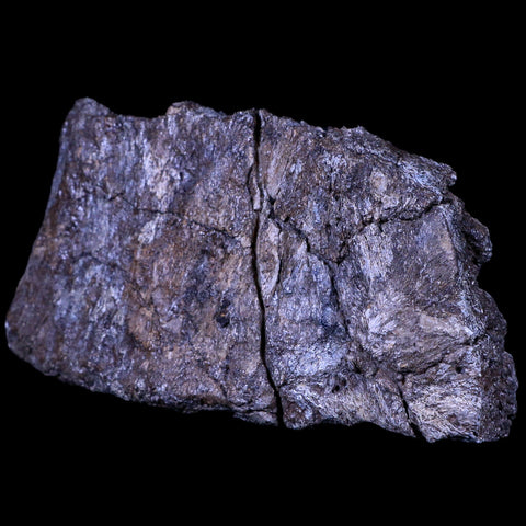 4.8" Stegosaurus Fossil Bone Morrison Formation Wyoming Jurassic Age Dinosaur COA - Fossil Age Minerals
